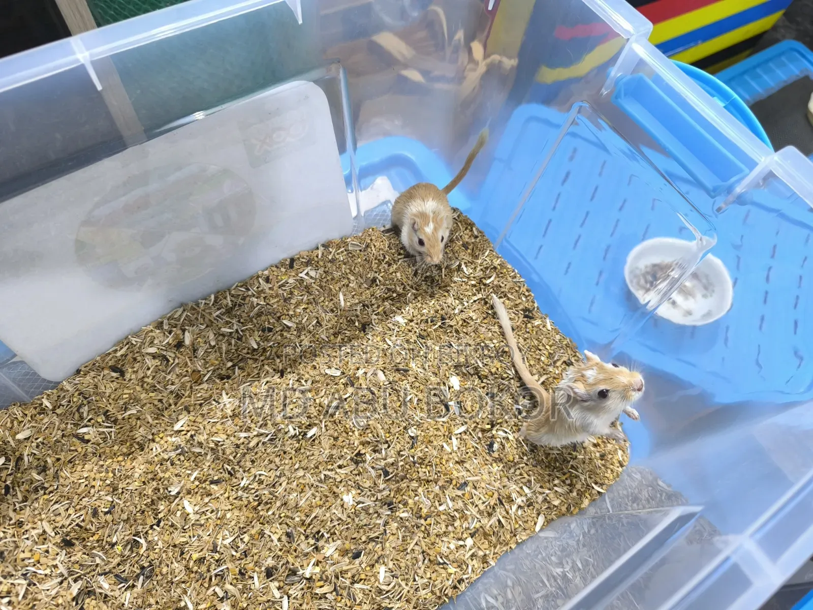 Mongolian Pied Gerbil