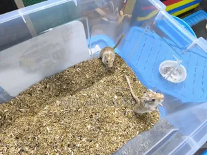 Mongolian Pied Gerbil