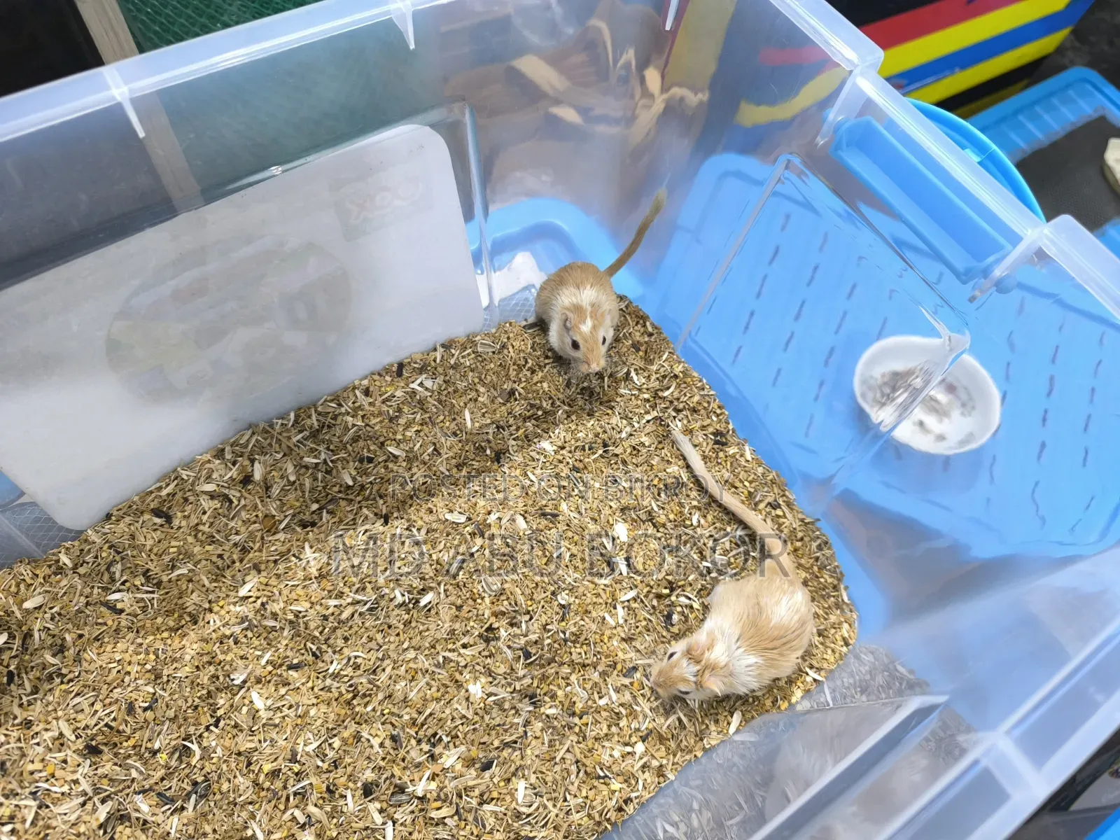 Mongolian Pied Gerbil