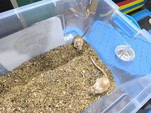 Mongolian Pied Gerbil