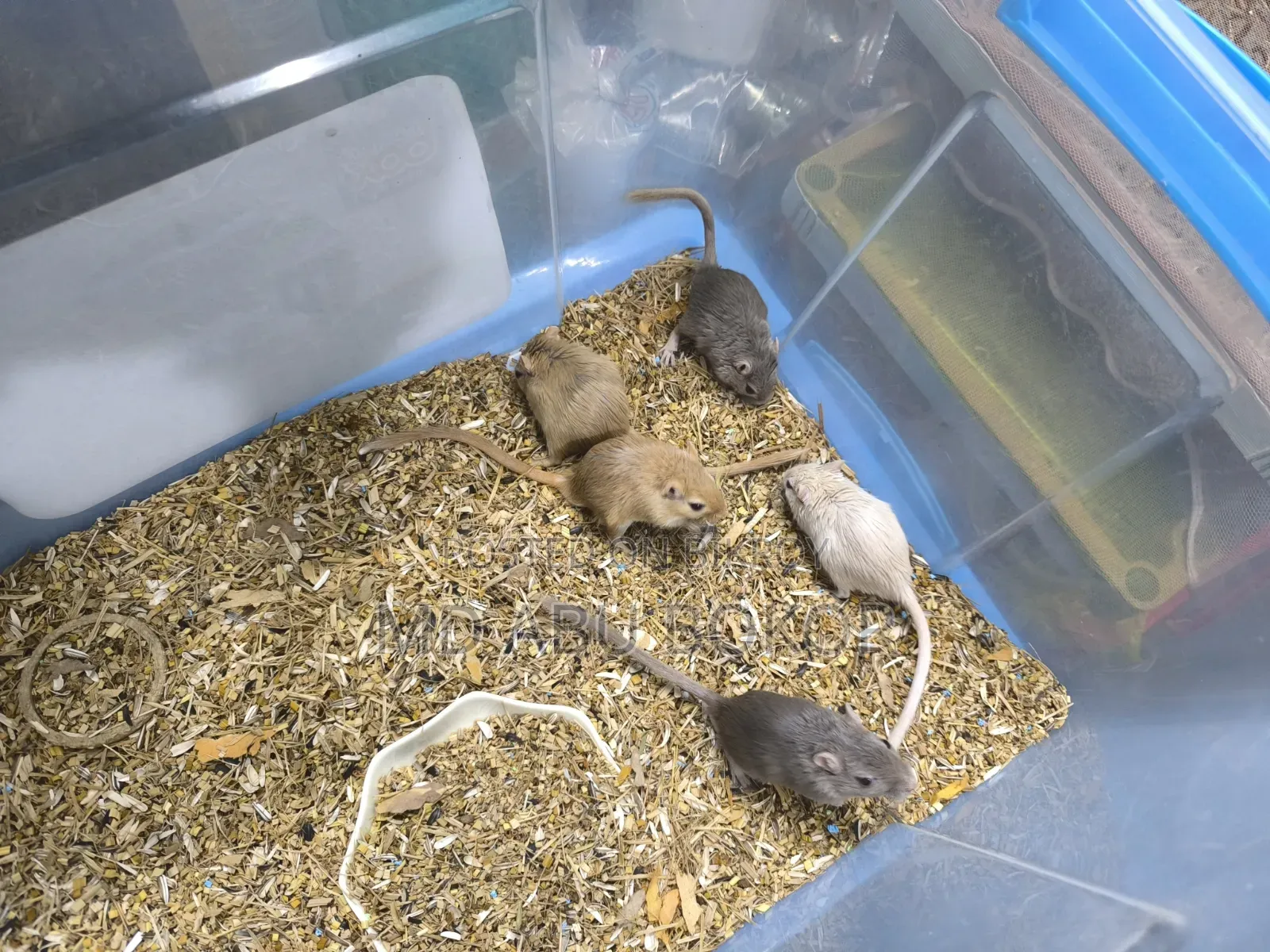 Mongolian Gerbil