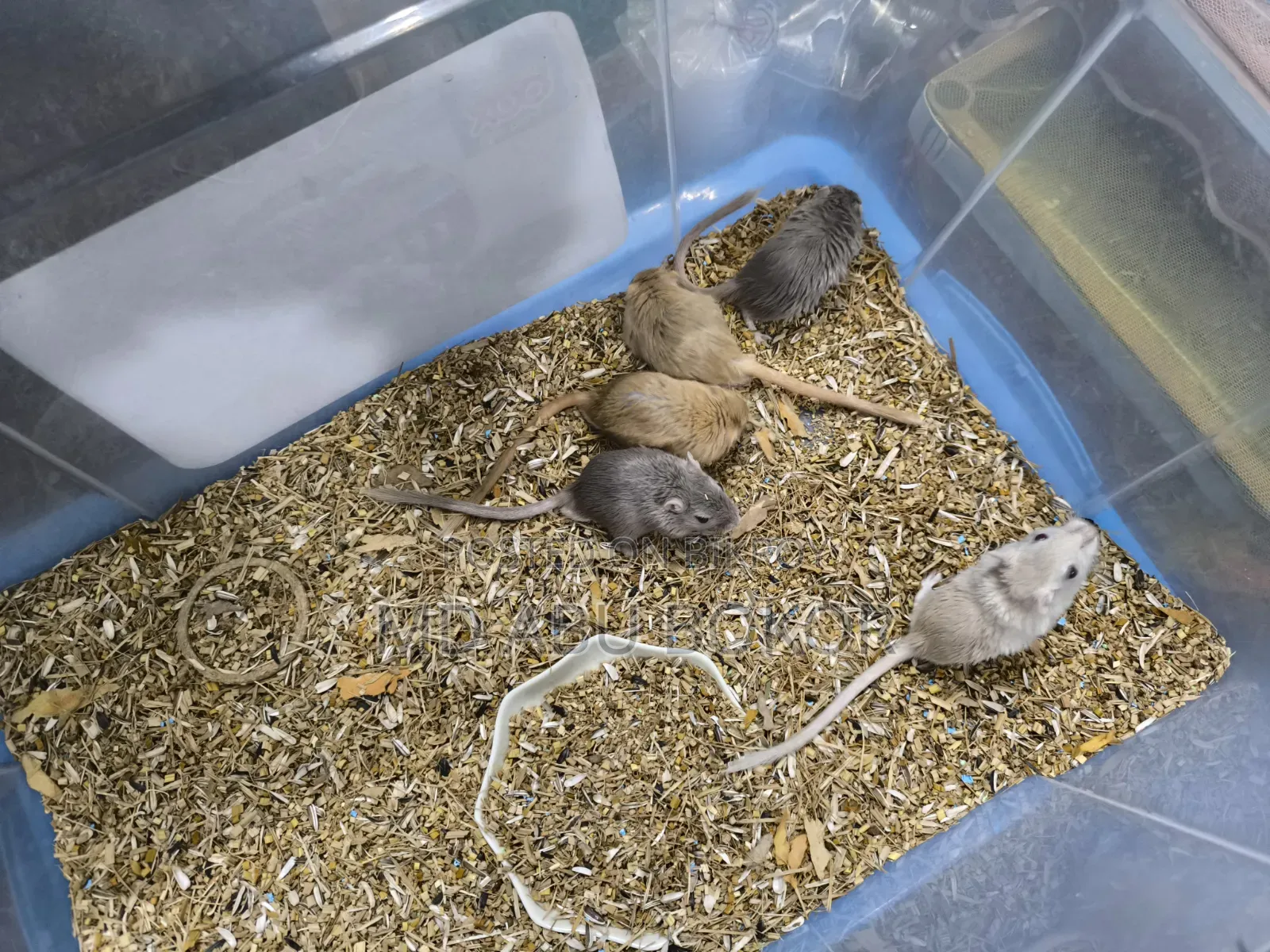 Mongolian Gerbil
