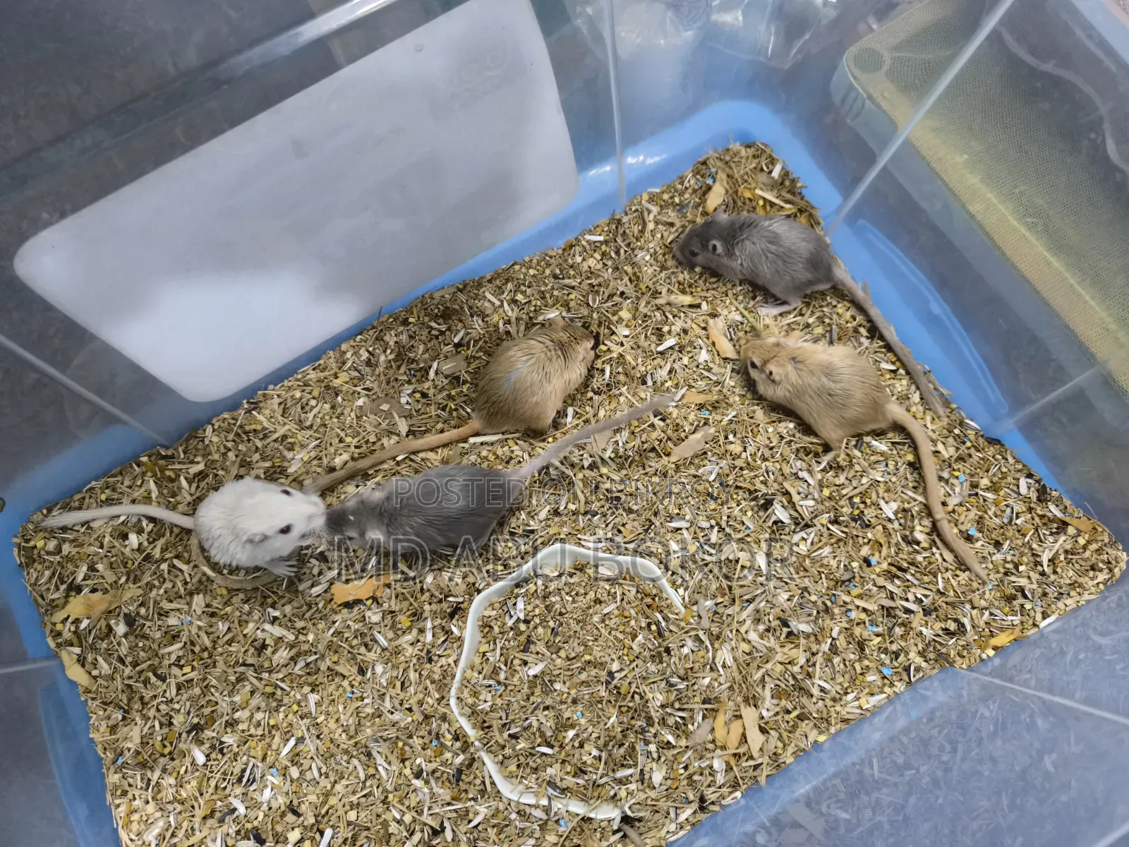 Mongolian Gerbil