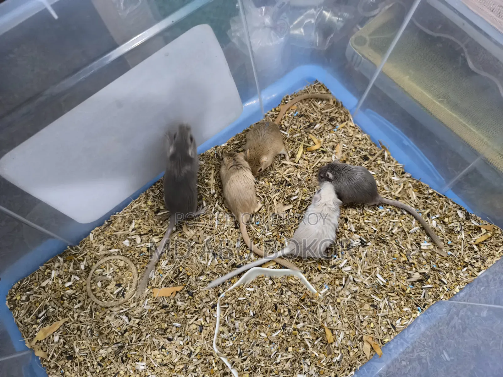 Mongolian Gerbil