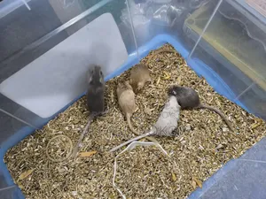 Mongolian Gerbil