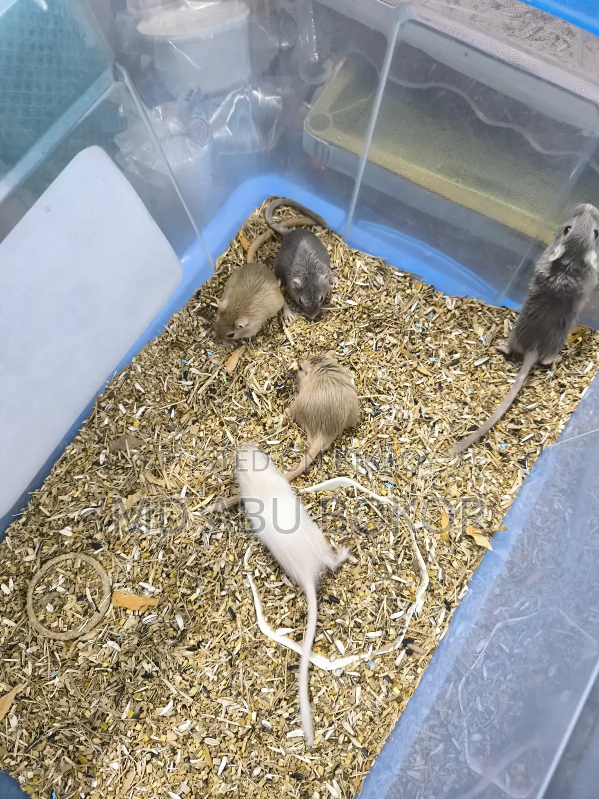 Mongolian Gerbil