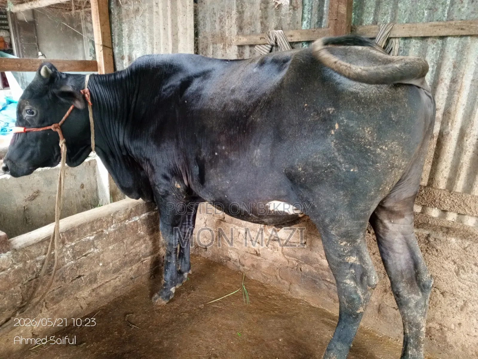 একদম দেশি আস্তালের গরু