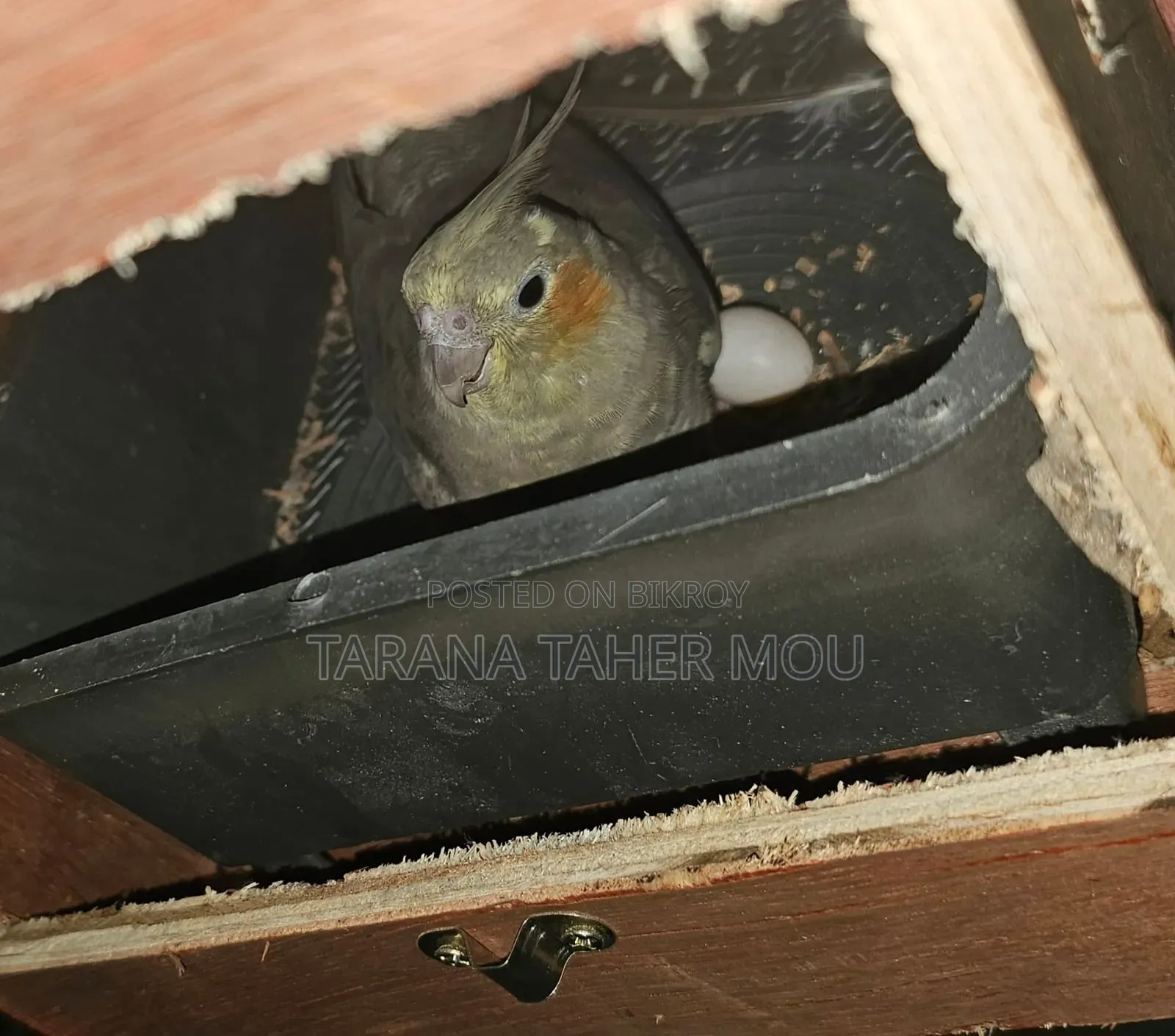 Running Cockatiel Pair with Eggs for Sale