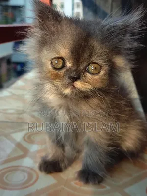 1-3 Months Female Purebred Persian