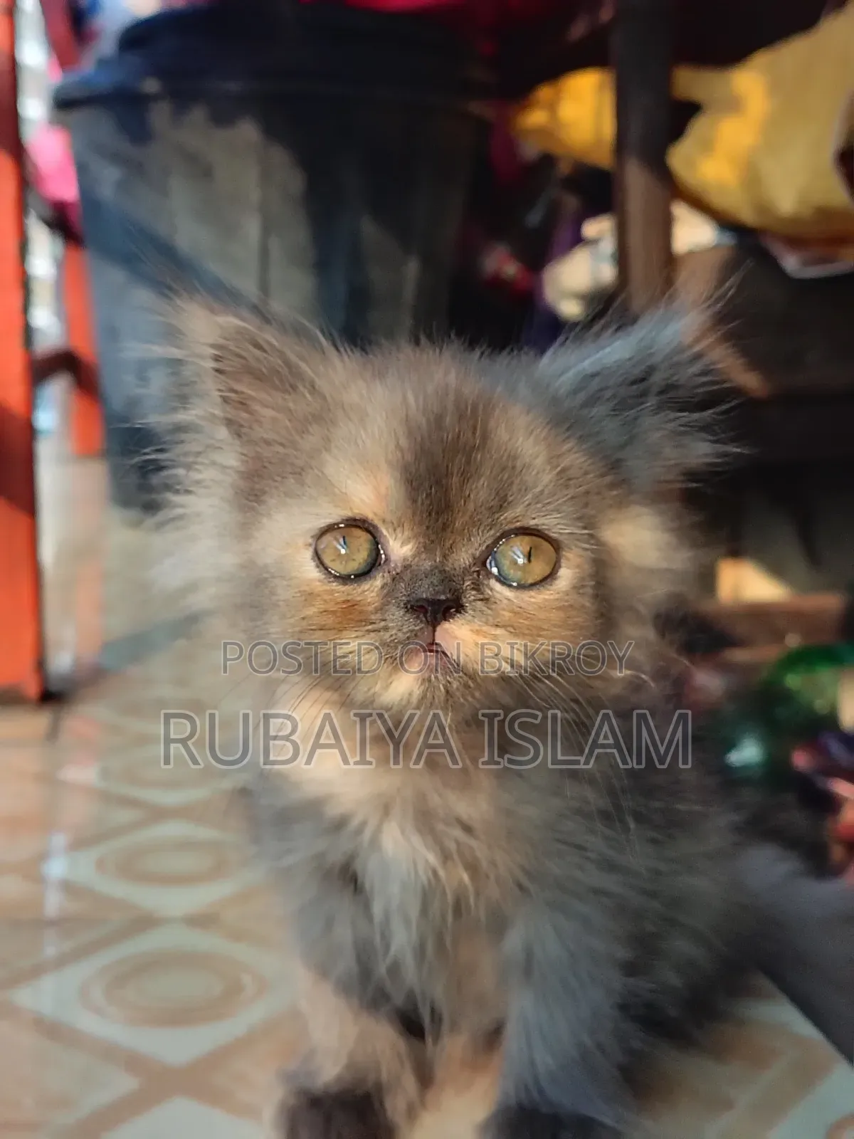 1-3 Months Female Purebred Persian