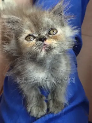 1-3 Months Female Purebred Persian