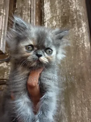 1-3 Months Female Purebred Persian