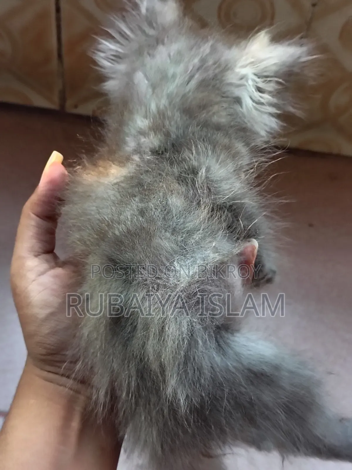 1-3 Months Female Purebred Persian