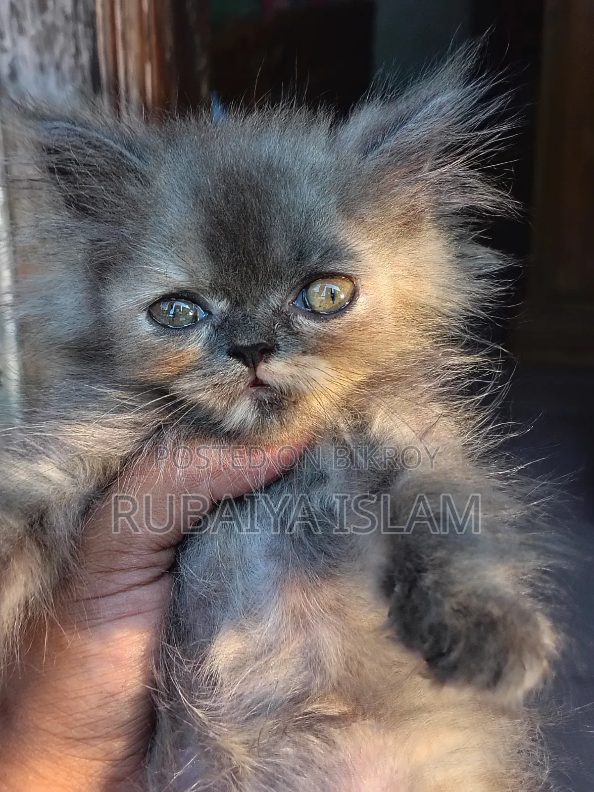 1-3 Months Female Purebred Persian