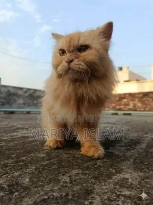 ১+ বছরের ফিমেল পিওরব্রেড পার্সিয়ান