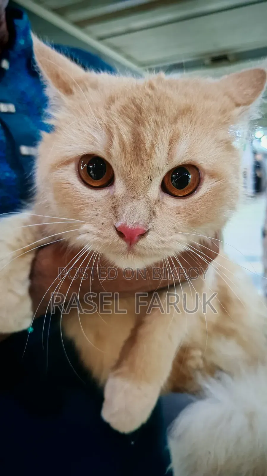 ৬-১২ মাসের ফিমেল মিক্সড ব্রিড বিড়াল
