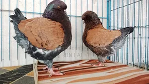 Modena Master Pair Kobutor