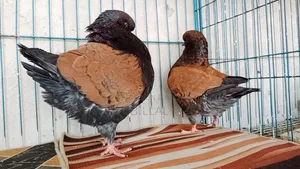 Modena Master Pair Kobutor