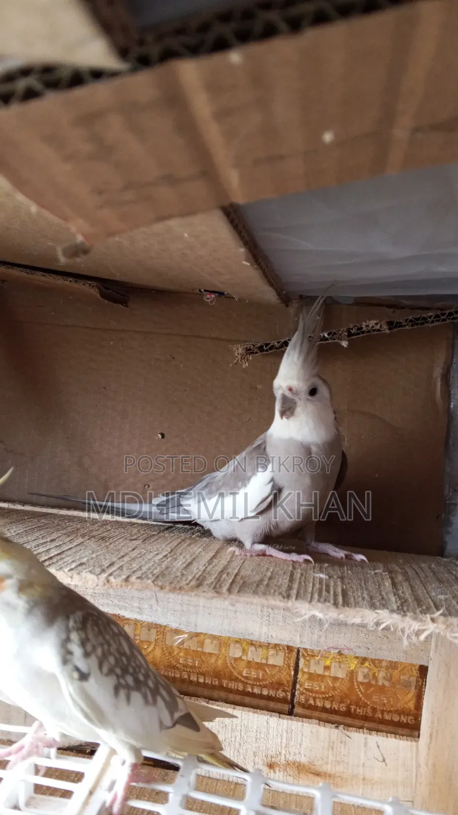 Male Cockatiel for Sale, Over Two Years Old