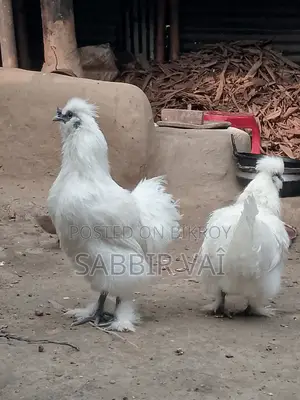 শিল্পী মুরগি