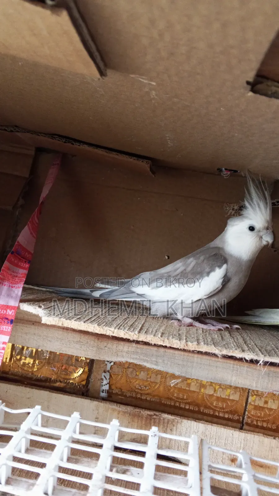 Male Cockatiel for Sale, Over Two Years Old
