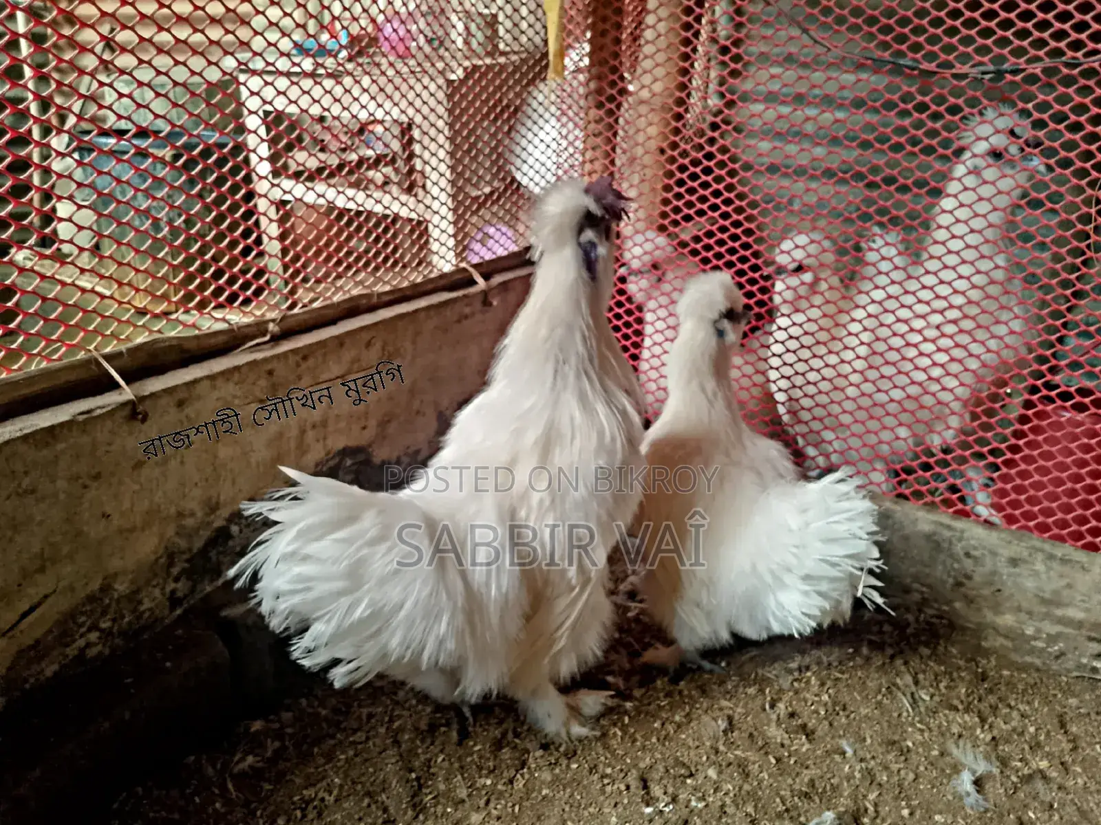 শিল্পী মুরগি