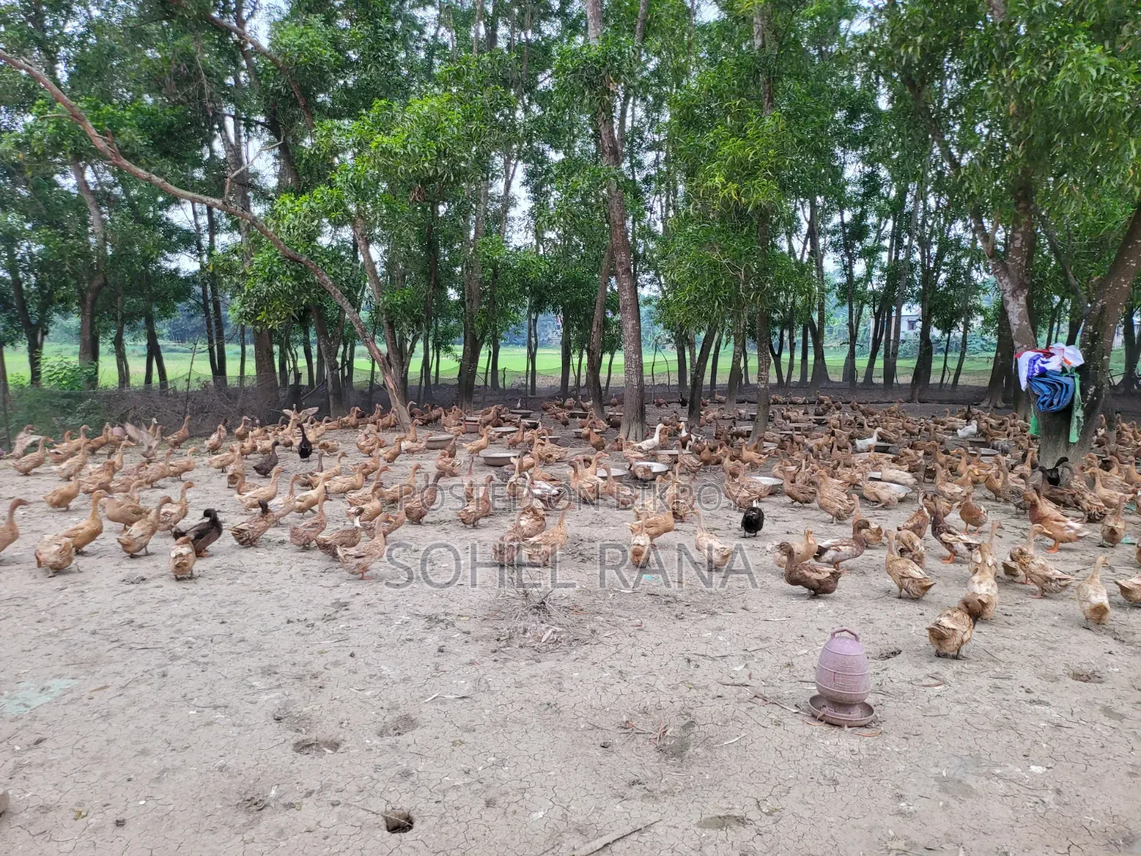ডিম পাড়া এবং ভেকসিন দেওয়া হাঁস বিক্রি করা হবে