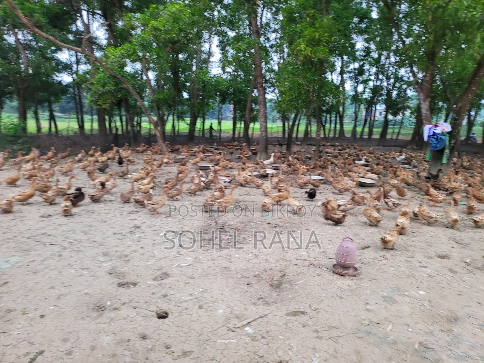 ডিম পাড়া এবং ভেকসিন দেওয়া হাঁস বিক্রি করা হবে