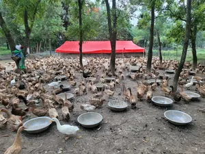 ডিম পাড়া এবং ভেকসিন দেওয়া হাঁস বিক্রি করা হবে