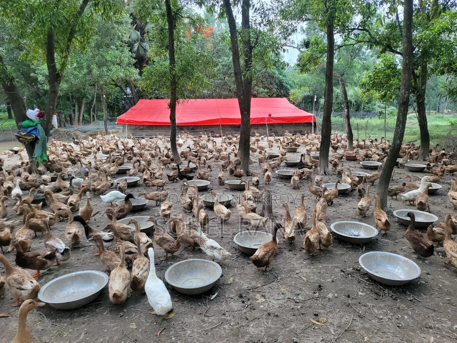 ডিম পাড়া এবং ভেকসিন দেওয়া হাঁস বিক্রি করা হবে