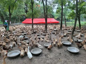 ডিম পাড়া এবং ভেকসিন দেওয়া হাঁস বিক্রি করা হবে