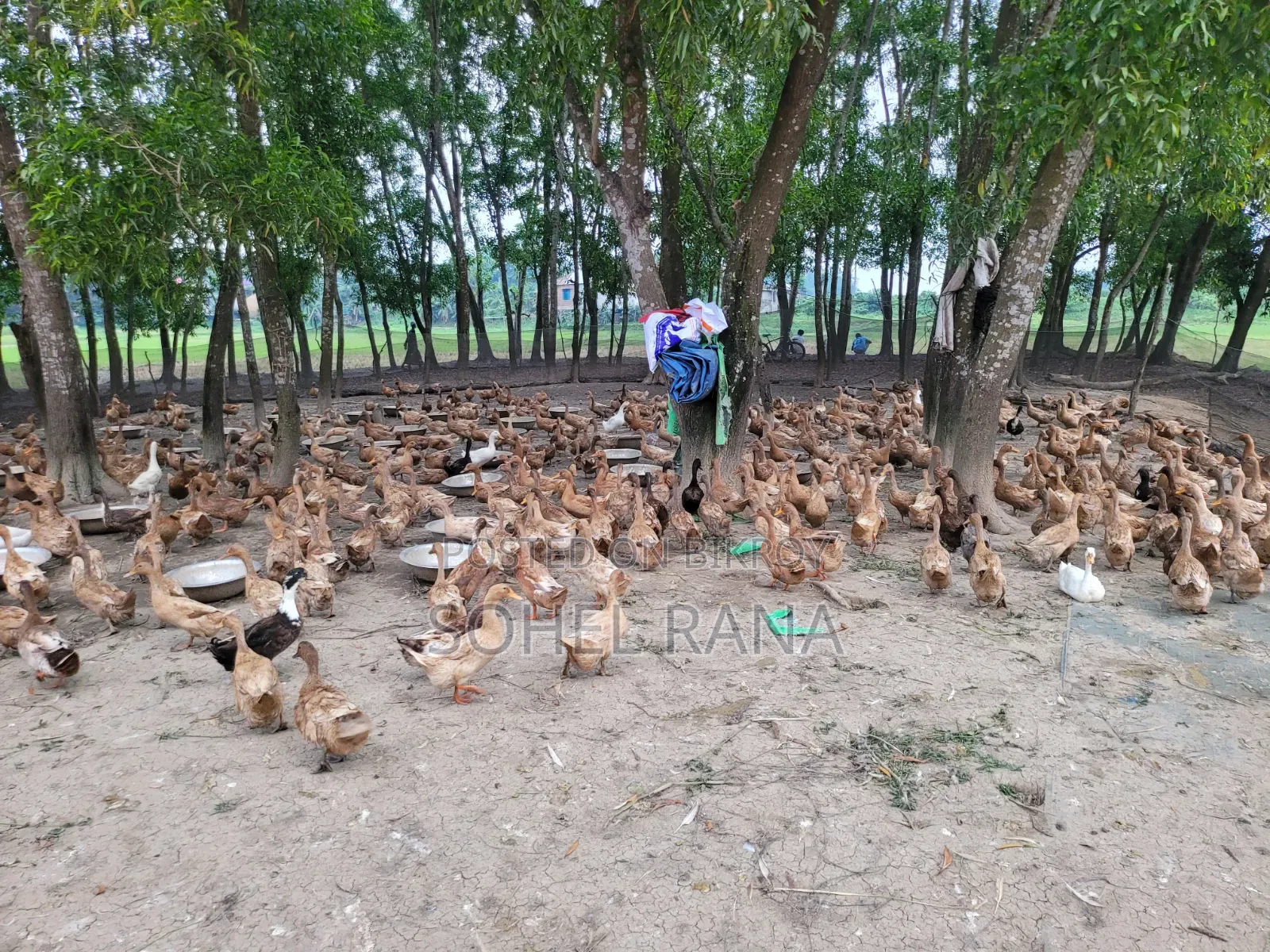 ডিম পাড়া এবং ভেকসিন দেওয়া হাঁস বিক্রি করা হবে