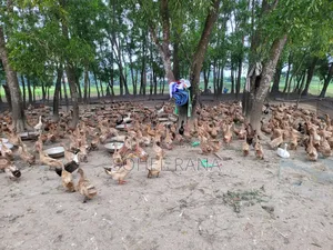 ডিম পাড়া এবং ভেকসিন দেওয়া হাঁস বিক্রি করা হবে