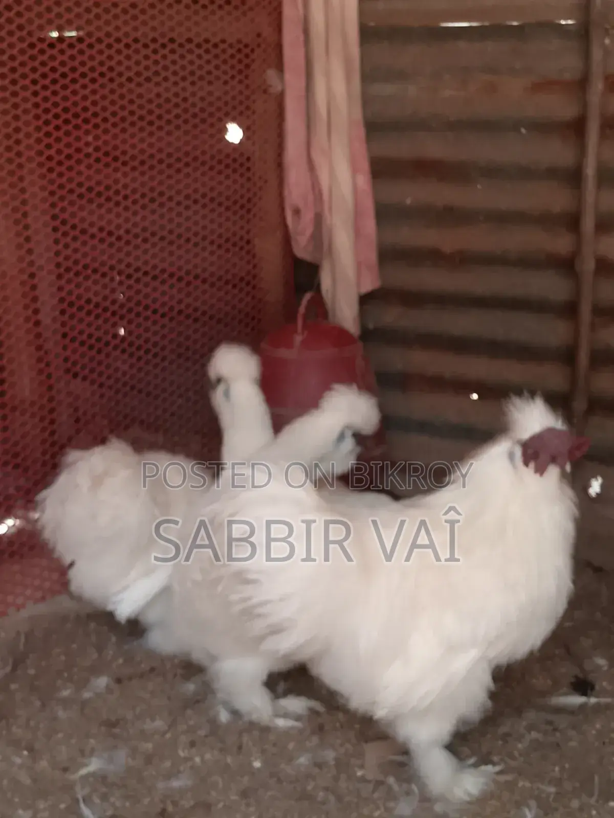শিল্পী মুরগি