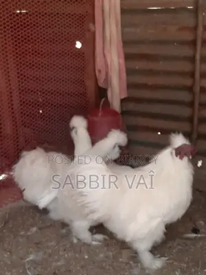 শিল্পী মুরগি