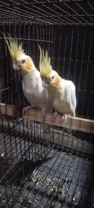 Lutino Bird Chicks