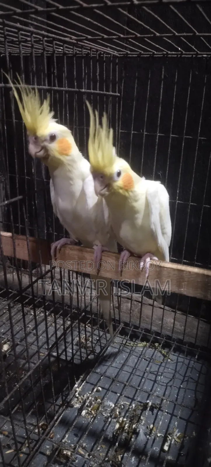 Lutino Bird Chicks