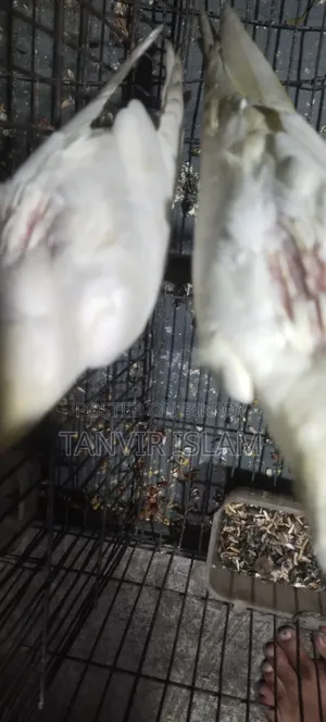 Lutino Bird Chicks