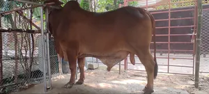 শাহীওয়াল ষাঁড়