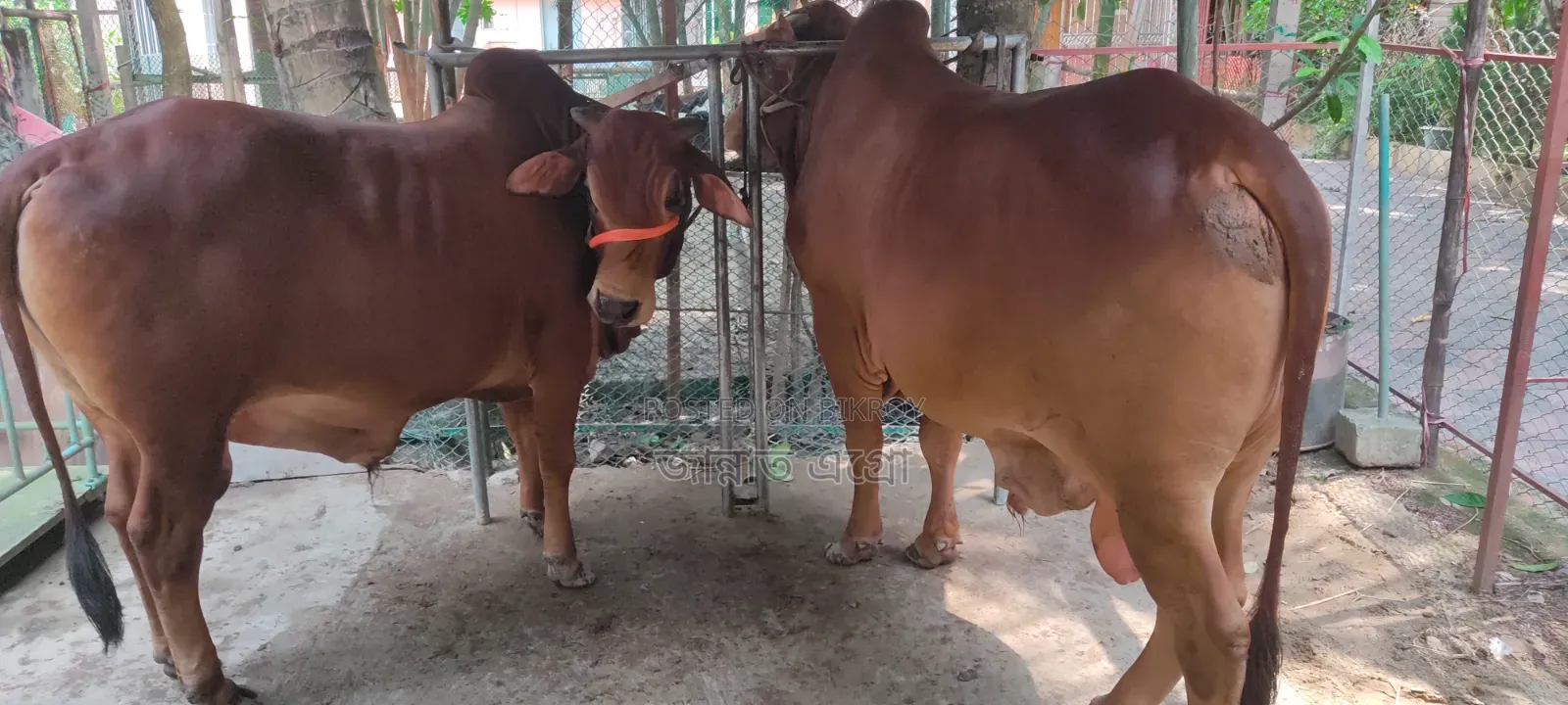 শাহীওয়াল ষাঁড়