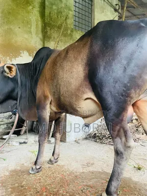 কুরবানির জন্য২ টা গরু বিক্রি হবে। গরু ২ টি পুরো দেসি।
