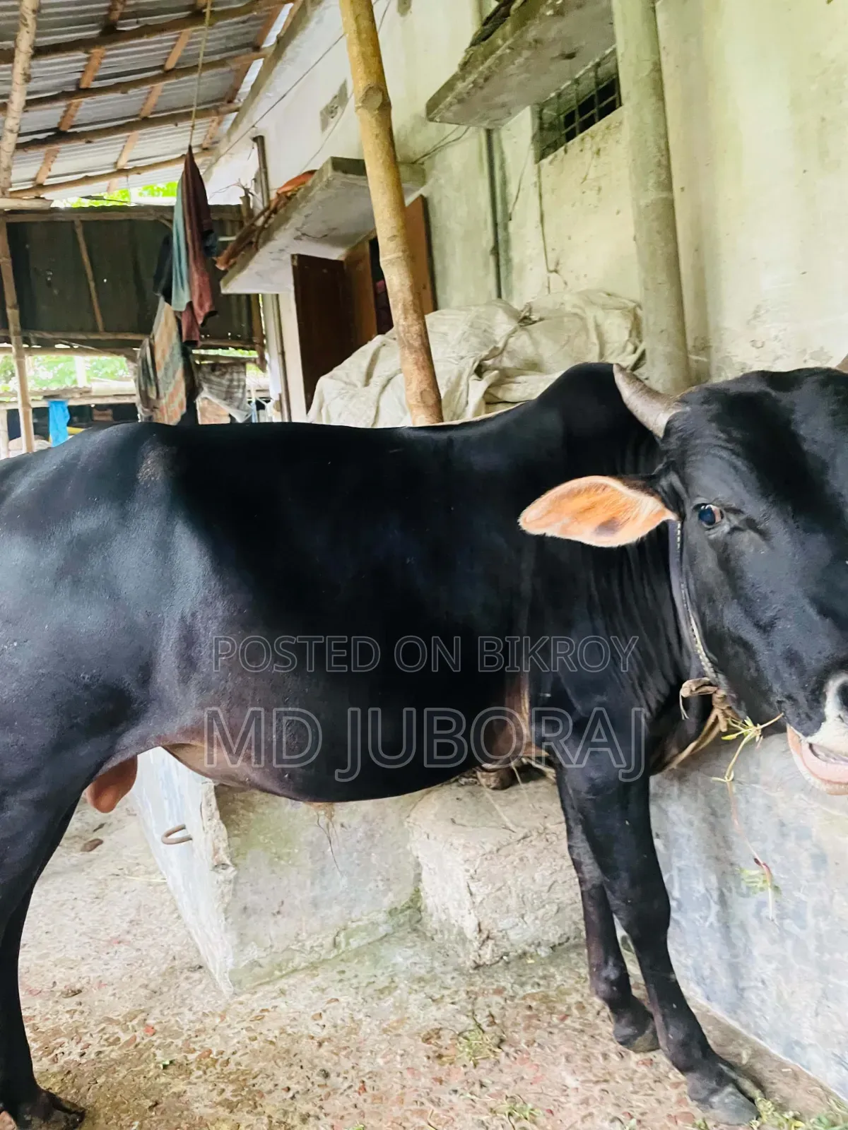 কুরবানির জন্য২ টা গরু বিক্রি হবে। গরু ২ টি পুরো দেসি।