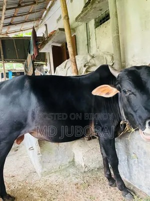 কুরবানির জন্য২ টা গরু বিক্রি হবে। গরু ২ টি পুরো দেসি।