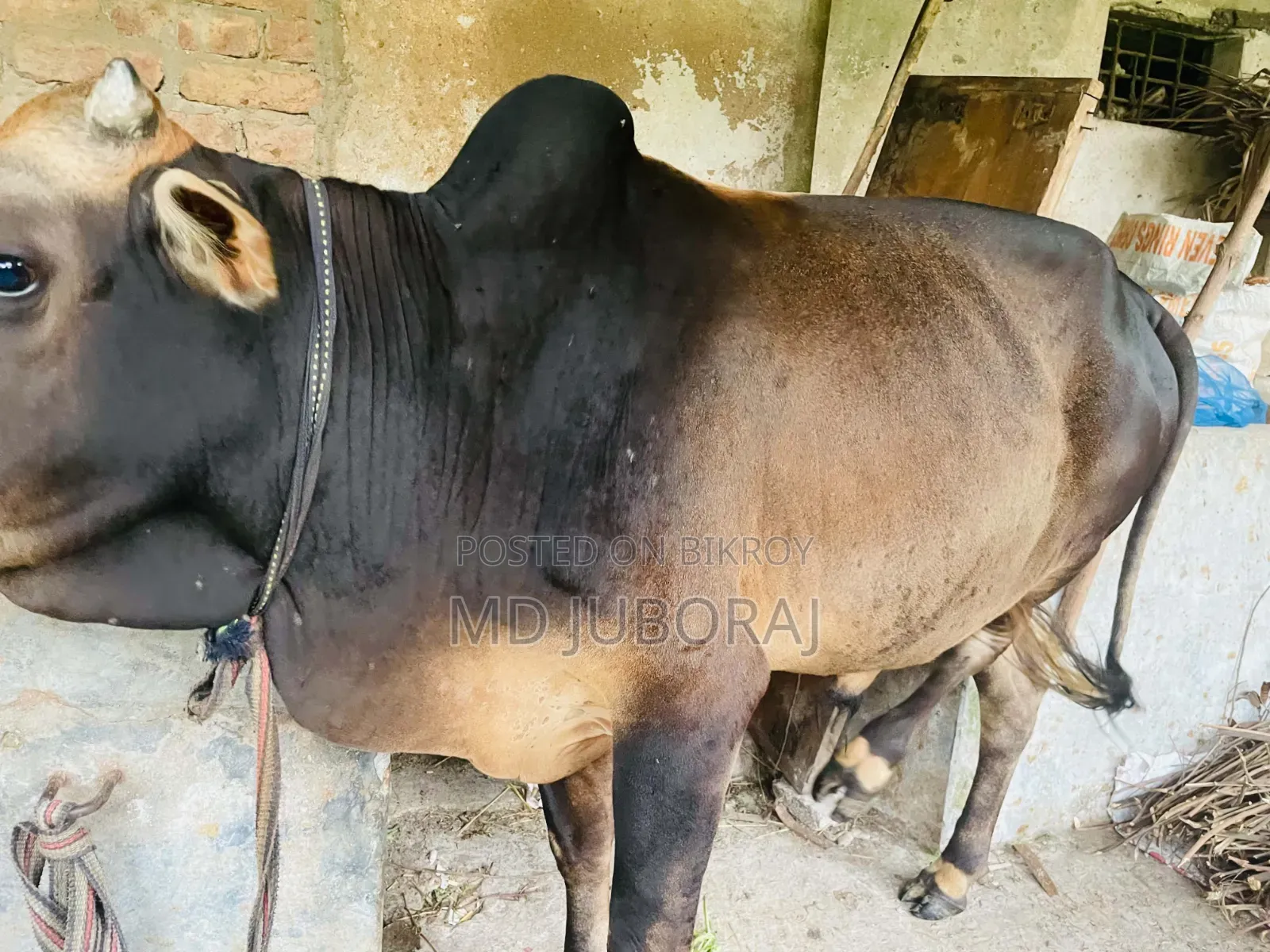 কুরবানির জন্য২ টা গরু বিক্রি হবে। গরু ২ টি পুরো দেসি।