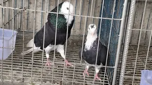 গররা রানিং নর