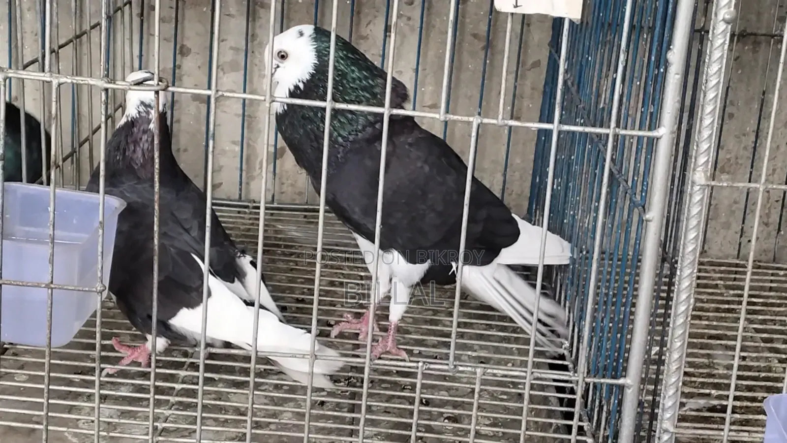 গররা রানিং নর