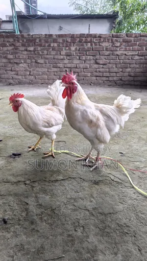Native Hill Breeder Rooster