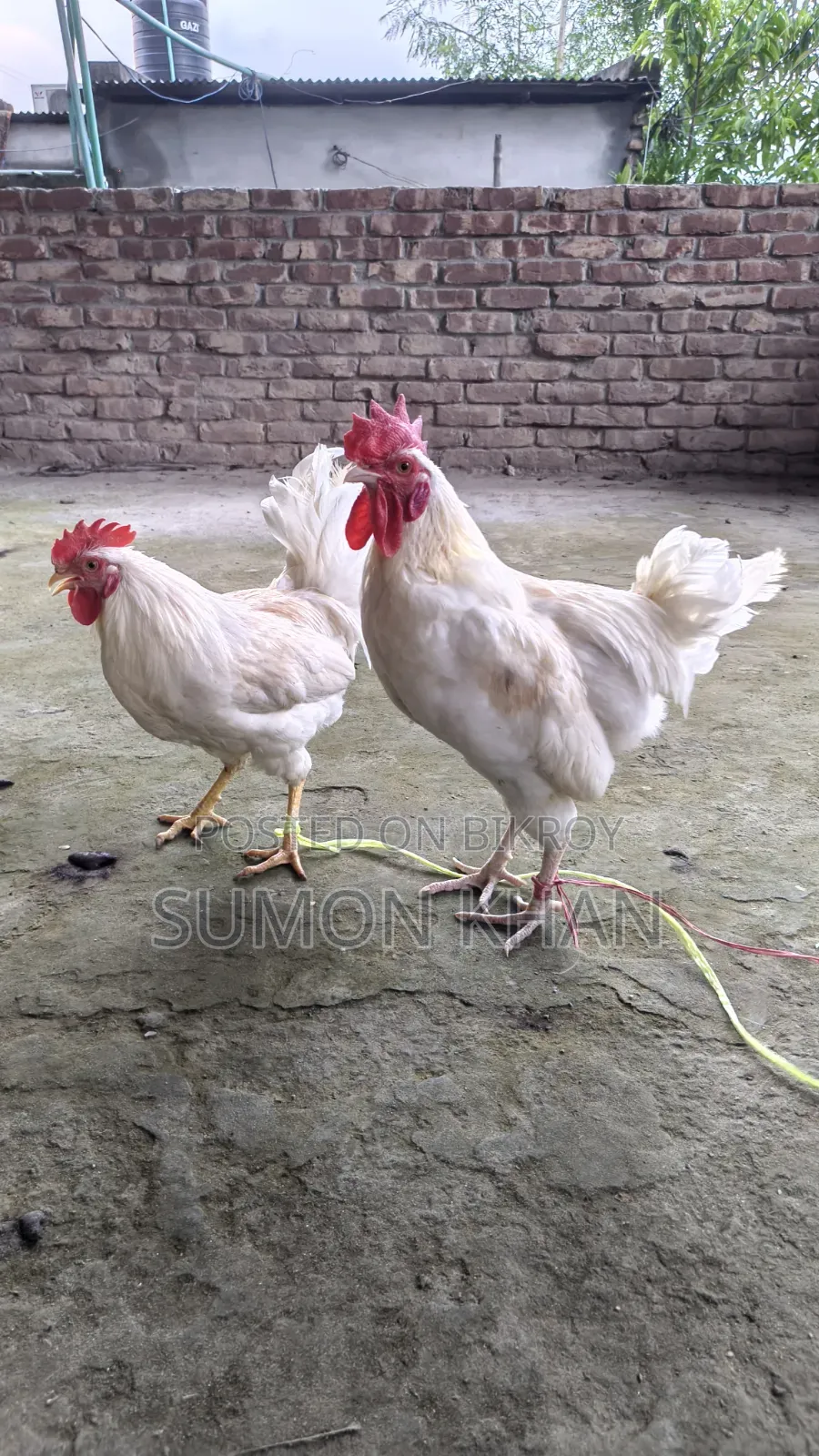 Native Hill Breeder Rooster