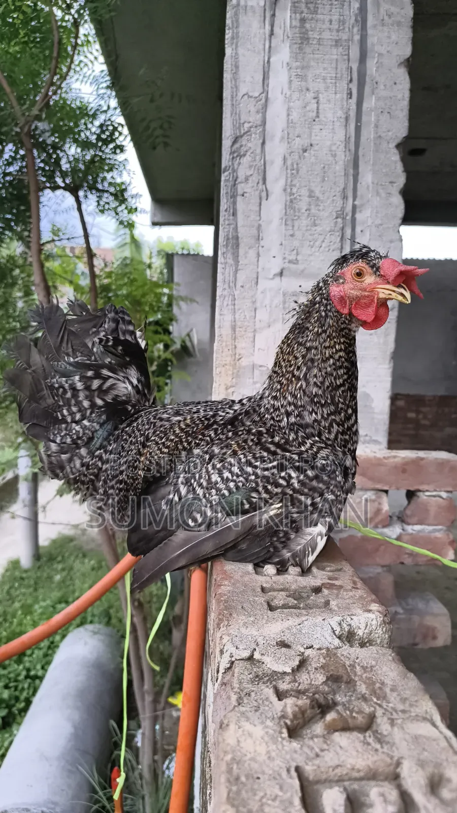Native Hill Breeder Rooster