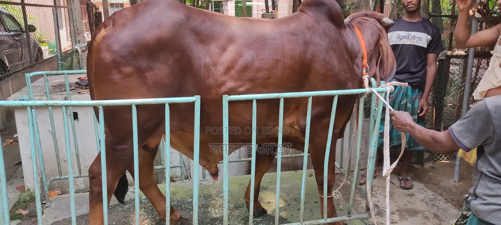 গুজরাটি গীর ষাঁড় বিক্রি করা হবে